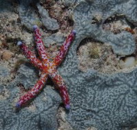 Clam Gardens Dive Site - Holiday Cairns