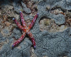 Clam Gardens Dive Site - Holiday Cairns 0