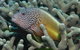 Clam Gardens Dive Site - thumb 3