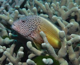 Clam Gardens Dive Site - Holiday Cairns 3