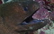 Clam Gardens Dive Site - thumb 2