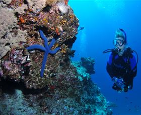 Lighthouse Bommie Dive Site - Holiday Cairns 0