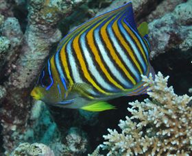 Monolith Dive Site - Holiday Cairns 3
