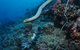 Two Towers Dive Site - thumb 1