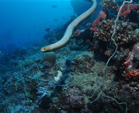 Two Towers Dive Site - Holiday Cairns 1