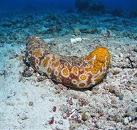 Two Towers Dive Site - Holiday Cairns