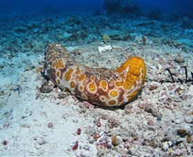 Two Towers Dive Site - Holiday Cairns 0