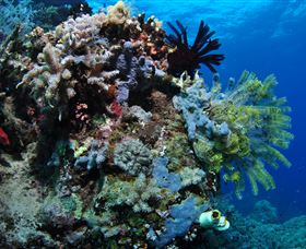 Two Towers Dive Site - Holiday Cairns 2