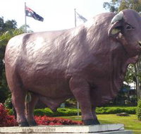 Rockhampton Bull Statues - Holiday Cairns