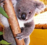Cooberrie Park Wildlife Sanctuary - Holiday Cairns