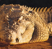 Koorana Crocodile Farm - Holiday Cairns