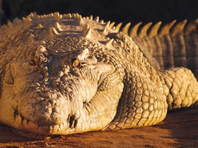 Koorana Crocodile Farm - Holiday Cairns 0