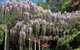 Nooroo Gardens - thumb 0