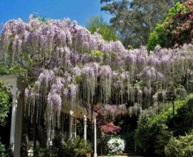 Nooroo Gardens - Holiday Cairns 0