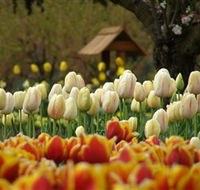 Tulip Top Gardens - Holiday Cairns