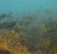 Bunurong Marine and Coastal Park - Holiday Cairns