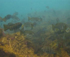 Bunurong Marine And Coastal Park - Holiday Cairns 0