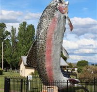 Big Trout - Holiday Cairns