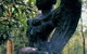 Norman Lindsay Gallery - thumb 1