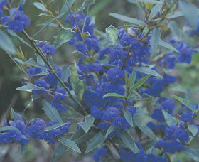Kalamunda National Park - Holiday Cairns 2