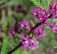 Cassinia walking track - Holiday Cairns