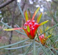 Glenbrook Native Plant Reserve and Nursery - Holiday Cairns