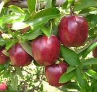 Top 40 Orchard - Holiday Cairns