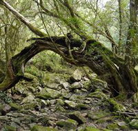 Mitchell River National Park - Holiday Cairns