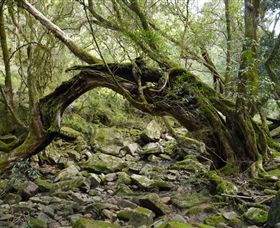 Mitchell River National Park - Holiday Cairns 0