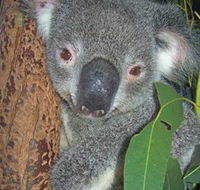 Hunter Valley Zoo - Holiday Cairns