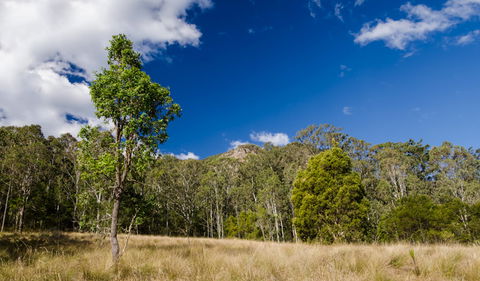 Brush Turkey Track - Holiday Cairns 0