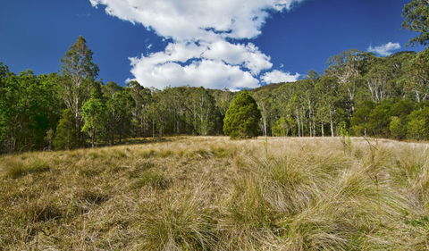 Brush Turkey Track - Holiday Cairns 1