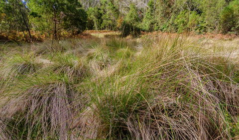 Brush Turkey Track - Holiday Cairns 2