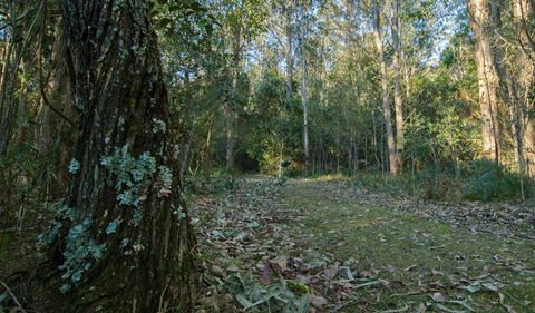 Brush Turkey Track - Holiday Cairns 3