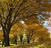 Centennial Park at Cooma - Holiday Cairns