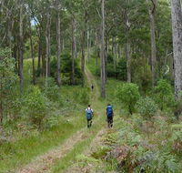 The Green Gully track - Holiday Cairns