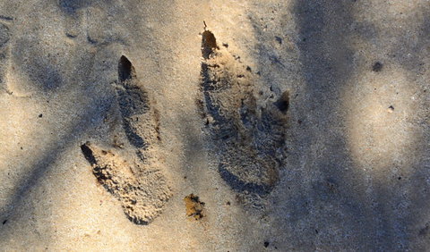 Cambewarra Range Nature Reserve - Holiday Cairns 3