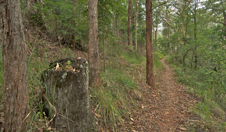 Cougal NSW Holiday Cairns