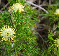 Illawarra lookout walking track - Holiday Cairns