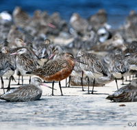 Cooloola Nature - Holiday Cairns