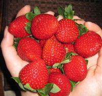 The Strawberry Farm - Holiday Cairns