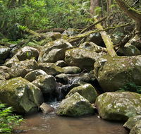 Booyong walking track - Holiday Cairns