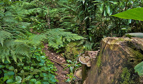 Red Cedar Loop - Holiday Cairns 1