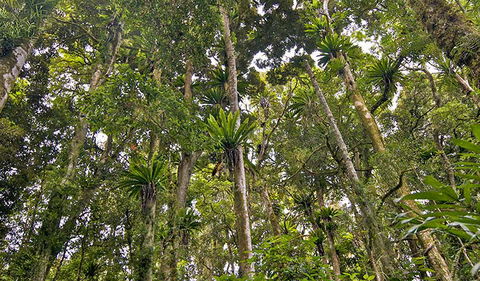 Red Cedar Loop - Holiday Cairns 2