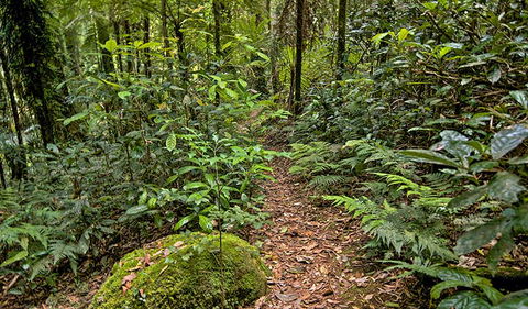 Red Cedar Loop - Holiday Cairns 3