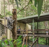 Daisy Hill Koala Centre - Holiday Cairns