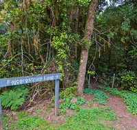 Falcorostrum loop walking track - Holiday Cairns