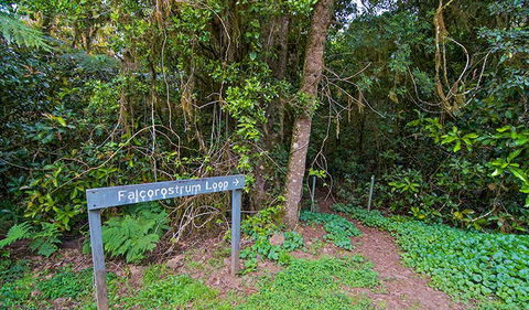 Falcorostrum Loop Walking Track - Holiday Cairns 0