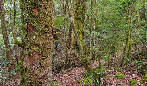Falcorostrum Loop Walking Track - Holiday Cairns 2