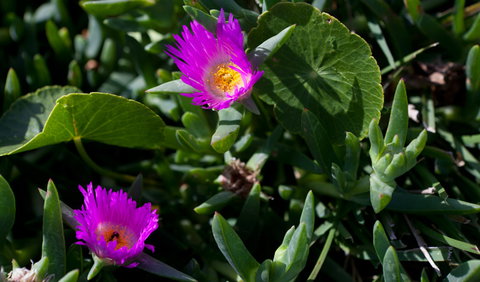 Murramarang Aboriginal Area - Holiday Cairns 3